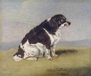 Španěl vévodkyně z Yorku, 1804 (olej na mlýnské desce)